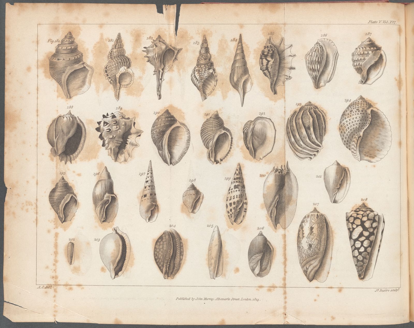 illustrazione di Children's di Genera of Shells